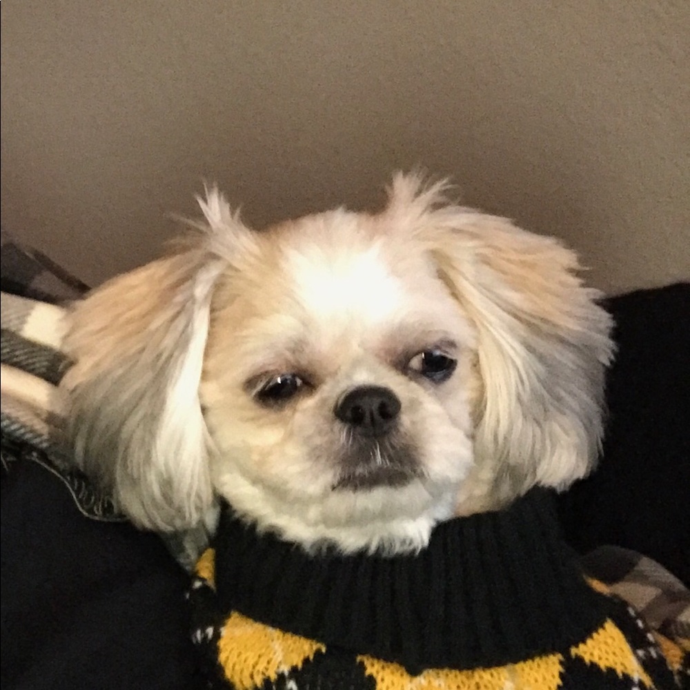 Meet your Posher, Kai